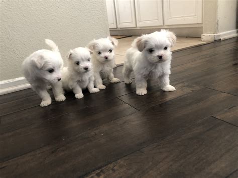 What is the typical price of Havanese puppies in Lancaster, PA Prices for Havanese puppies for sale in Lancaster, PA vary by breeder and individual puppy. . Puppies for sale in lancaster